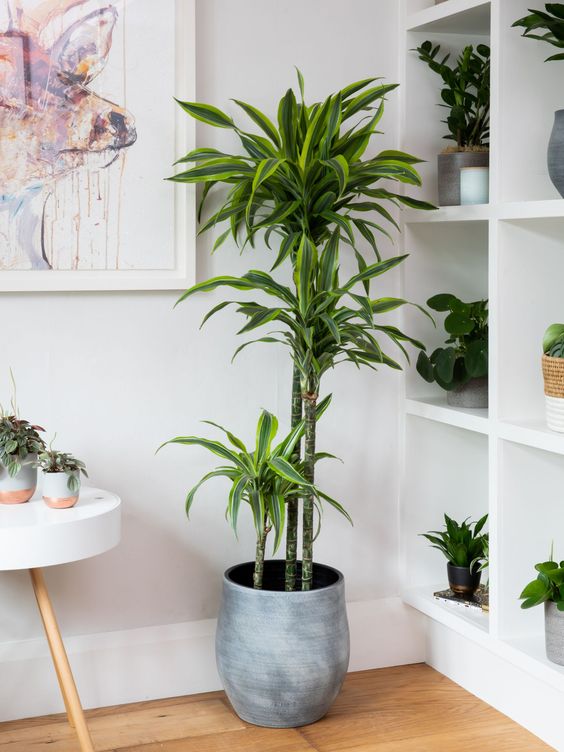 Dracaena Deremensis Lemon Lime - Plant Studio LLC