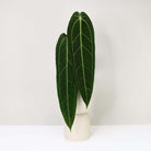 Rare Anthurium Warocqueanum 'Queen Anthurium' - Plant Studio LLC