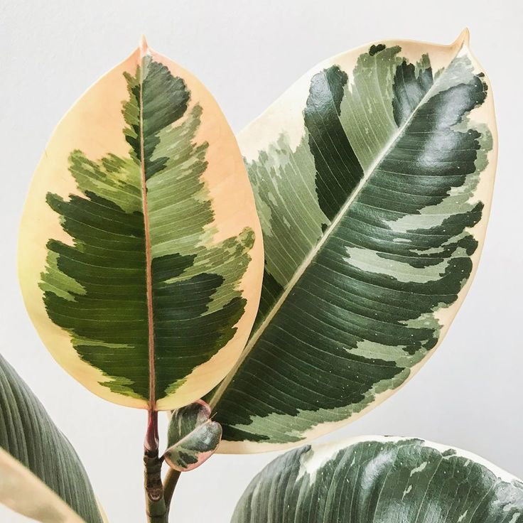 Ficus Elastica Tineke ‘Variegated Rubber Tree’ - Small - Plant Studio LLC