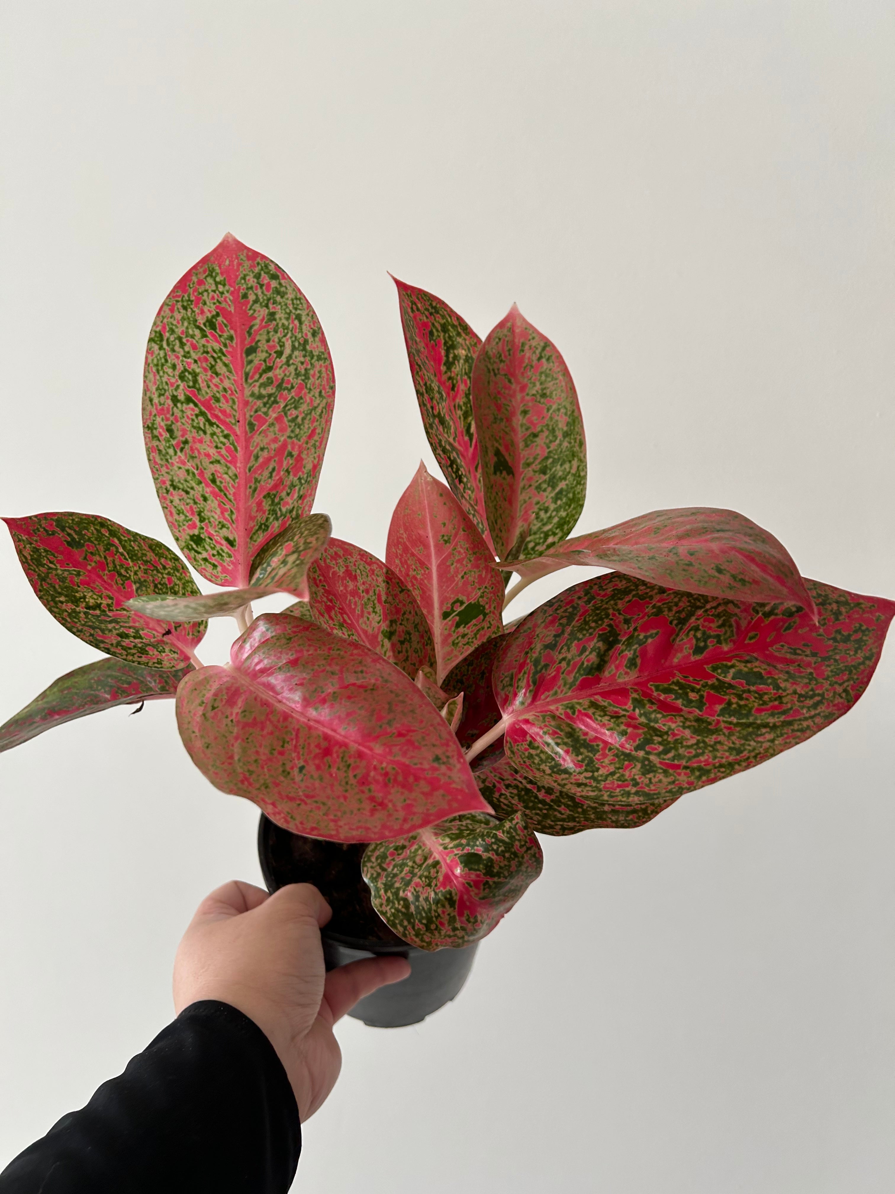 Aglaonema Prestige in black pot being held by one hand wearing black shirt - Plant Studio LLC