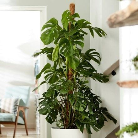 Monstera Deliciosa 180-200cm