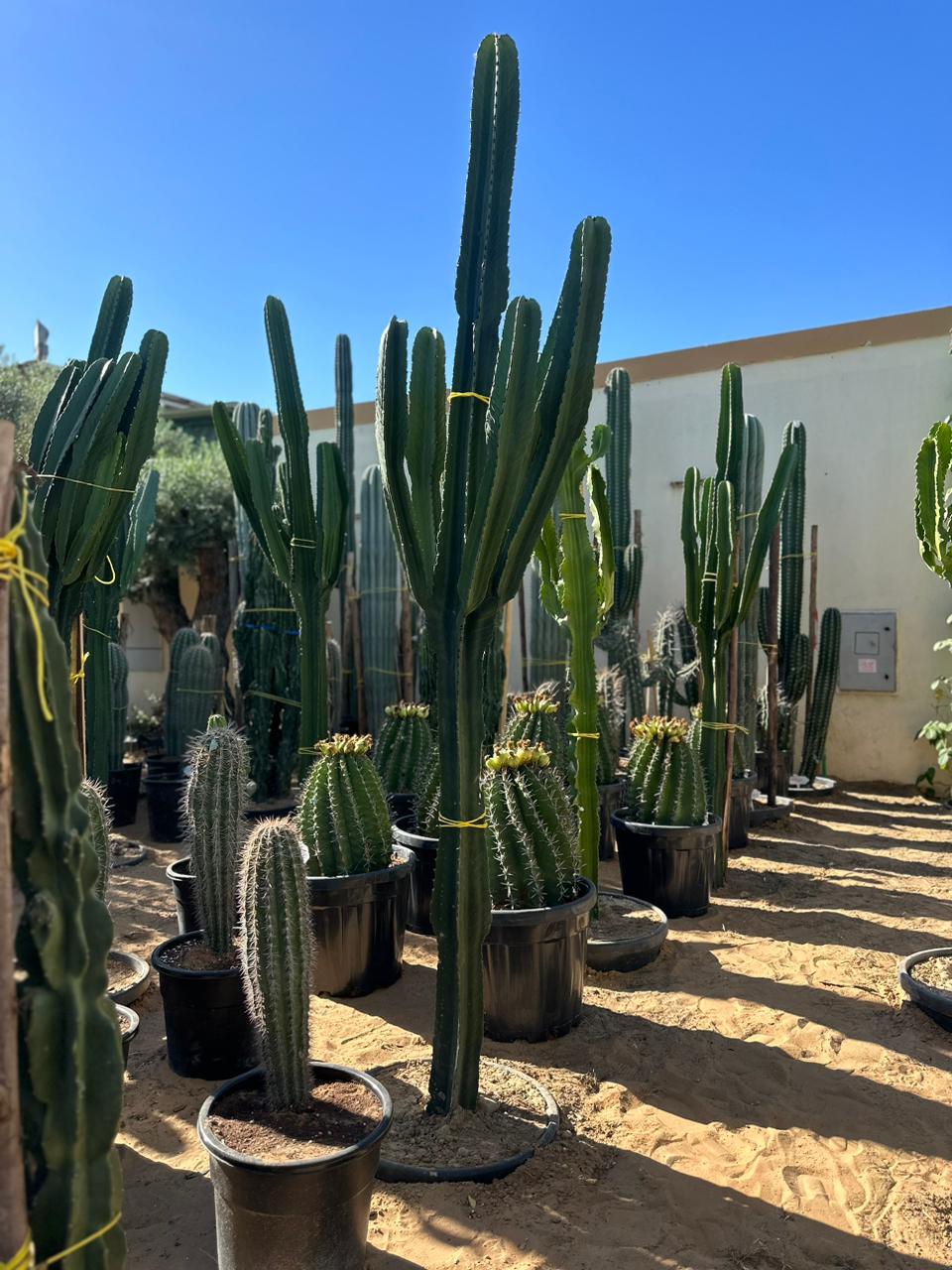 Euphorbia Candelarium Cactus 3 meters - Plant Studio LLC