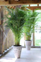 two areca palm plant in rustic pot placed in terrace with wood foundation