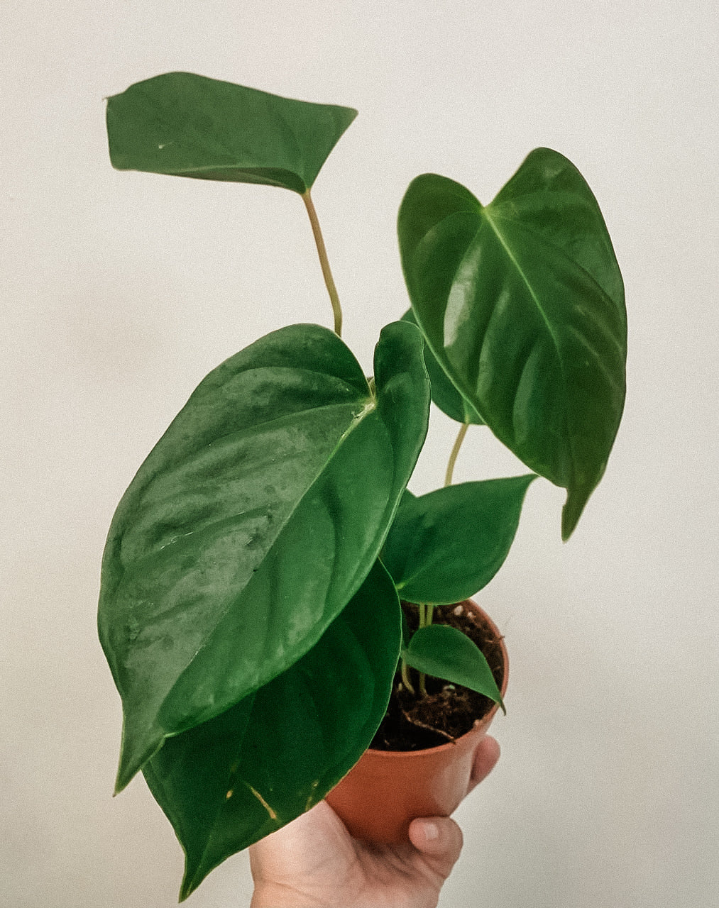 Anthurium Pedatum x Pedatum – Plant Studio LLC