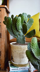 Opuntia Consolea 'RoadKill Cactus' - Plant Studio LLC