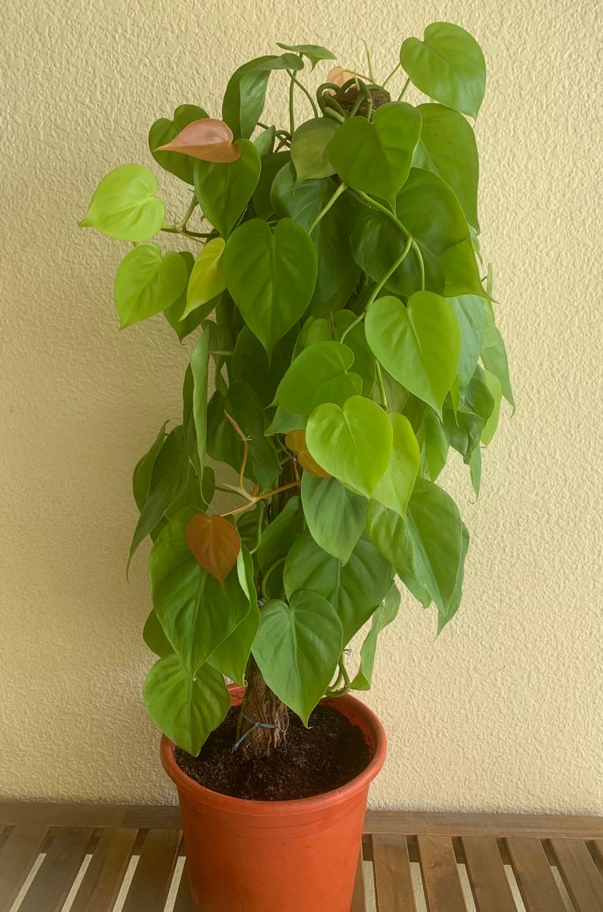 micans lime philodendron Philodendron Micans Green Lime in Moss Pole – Plant Studio LLC