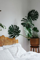 Monstera Deliciosa Large Form - Loose - Plant Studio LLC