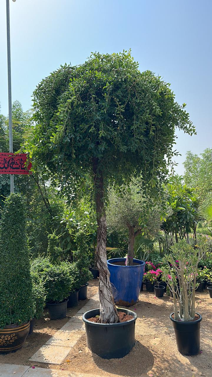 Ficus Nitida 4 meters - Plant Studio LLC