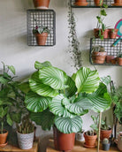 Calathea Orbifolia - Large - Plant Studio LLC