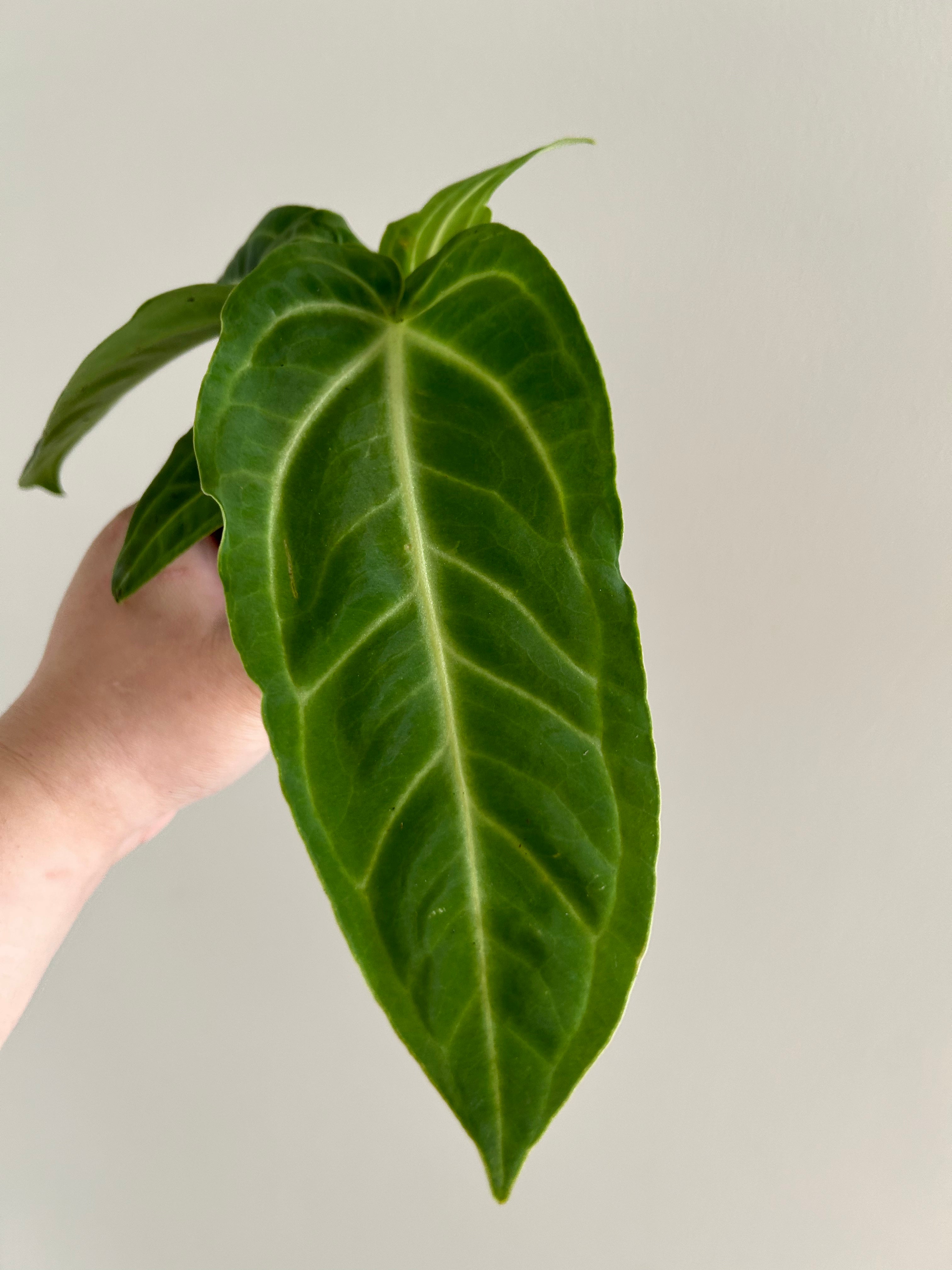 anthurium regale x magnificum Rare Anthurium Regale x Magnificum – Plant Studio LLC