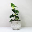 Syngonium Aurea - Plant Studio LLC