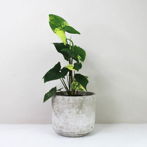 Syngonium Aurea