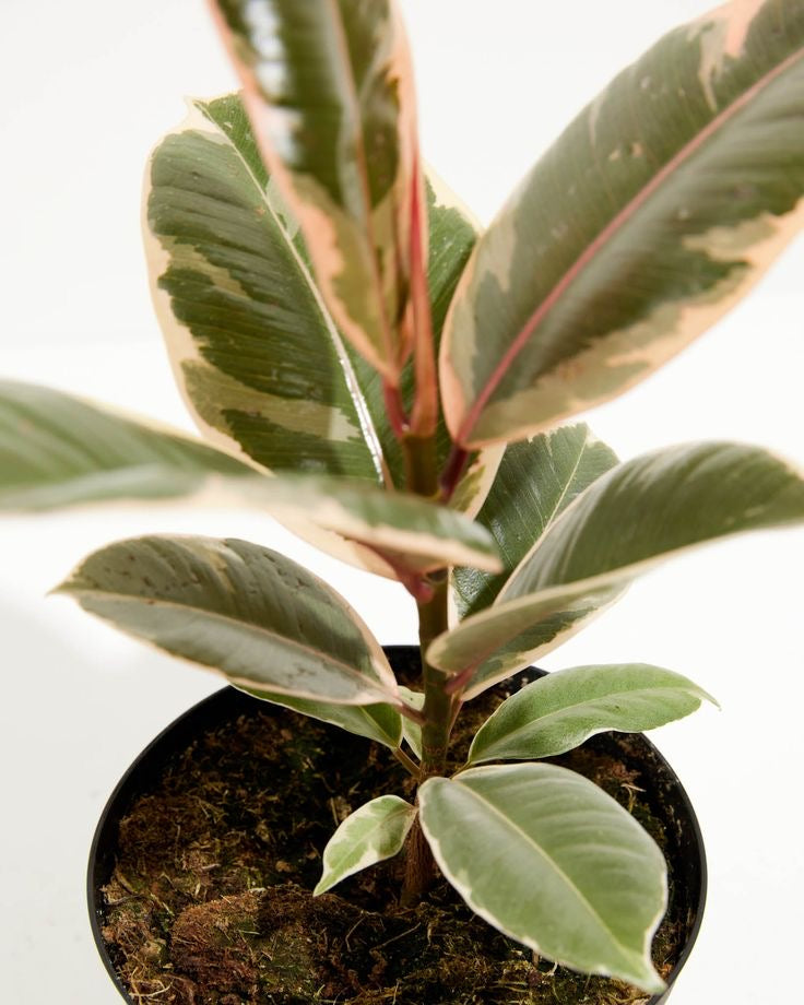 Ficus Elastica Tineke ‘Variegated Rubber Tree’ - Small - Plant Studio LLC