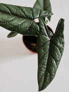 Close-up of a alocasia scalprum potted plant with dark green leaves on a light background plant studio  dubai 
