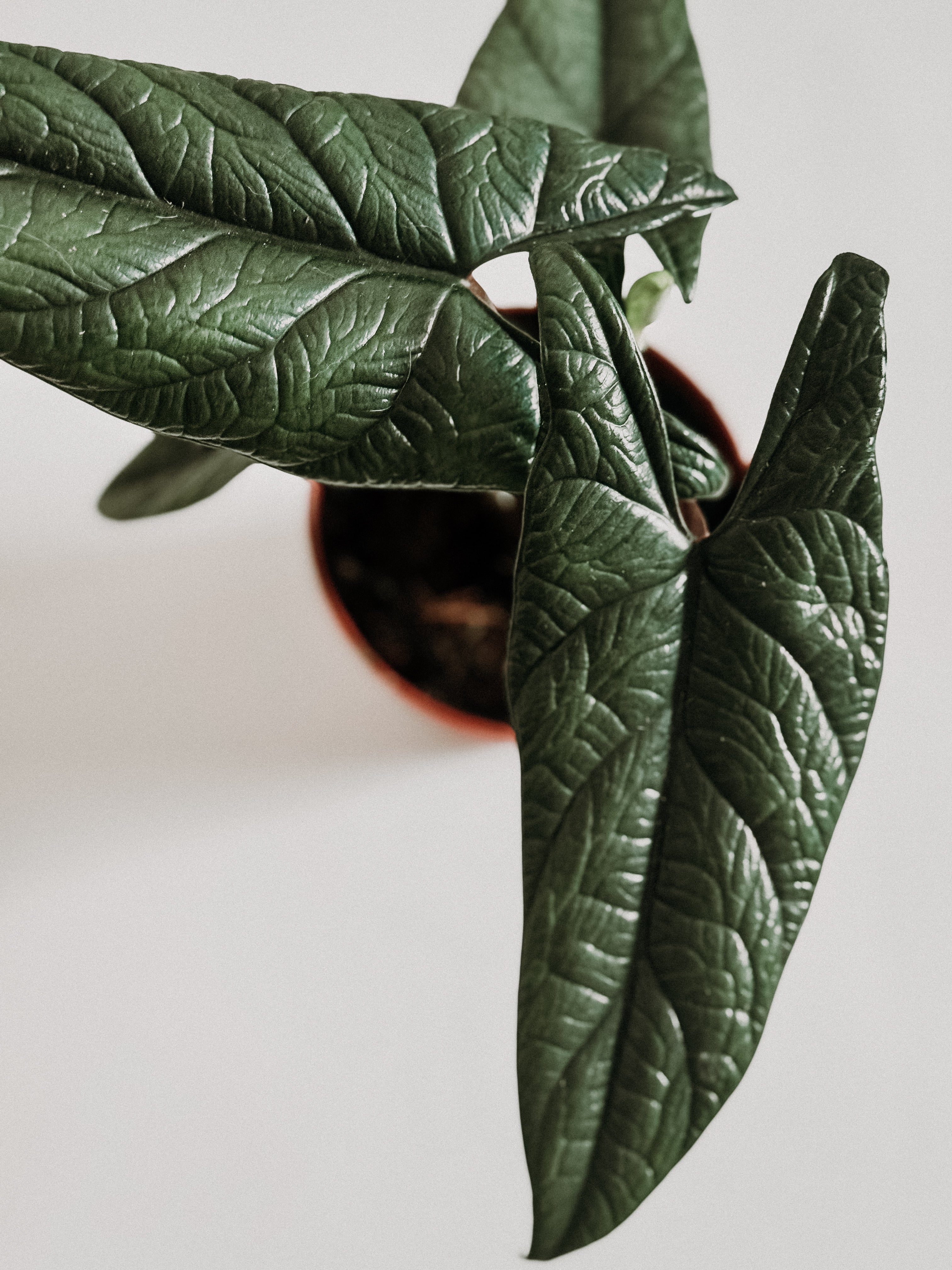 Close-up of a alocasia scalprum potted plant with dark green leaves on a light background plant studio  dubai 