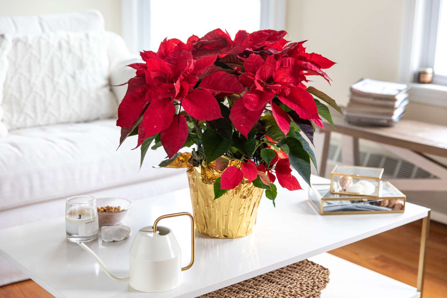 Pointsettia Christmas Red Flower - Plant Studio LLC