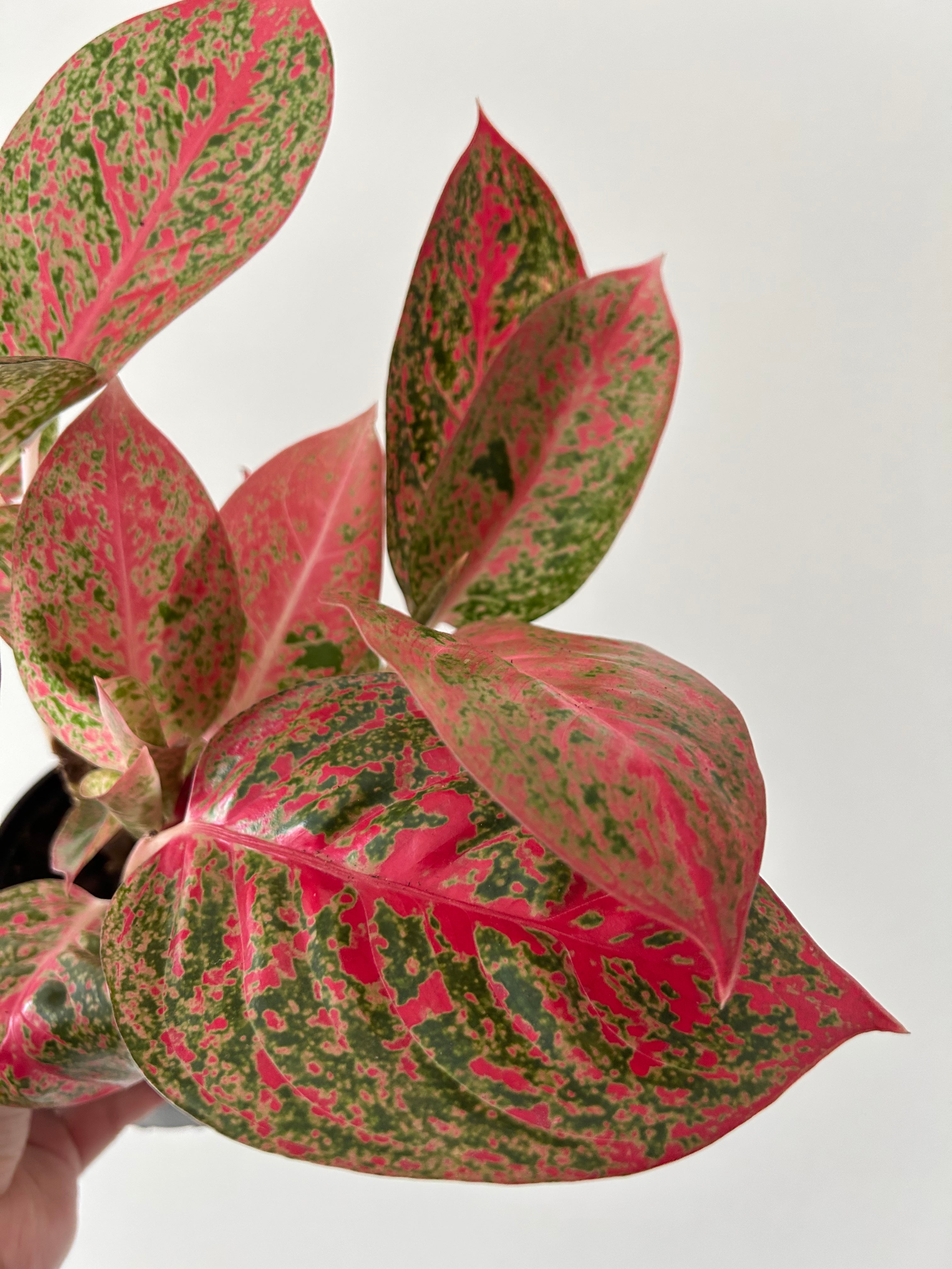 Aglaonema Prestige - Plant Studio LLC