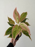 Aglaonema Salmon Fantasy in black pot held by one hand - Plant Studio LLC