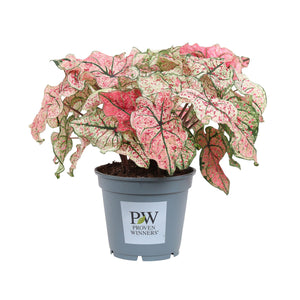 Philodendron Splash of Wine