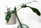 Philodendron Joepii - Plant Studio LLC