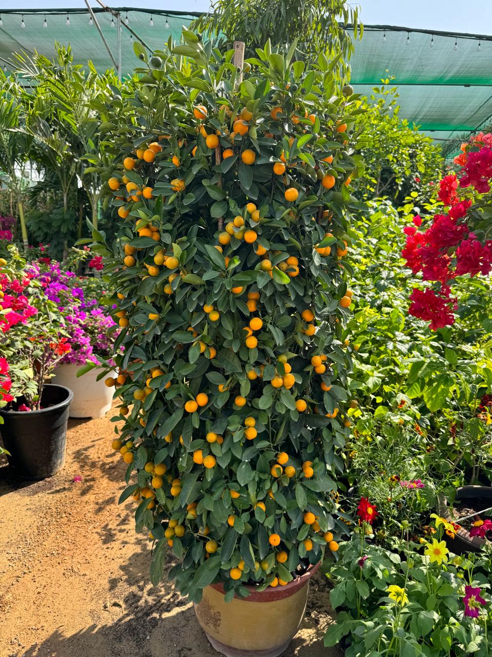 Citrus Mandarin in Ceramic Pot - 150cm - Plant Studio LLC