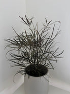 Dizygotheca Elegance in cement pot for minimalists dubai