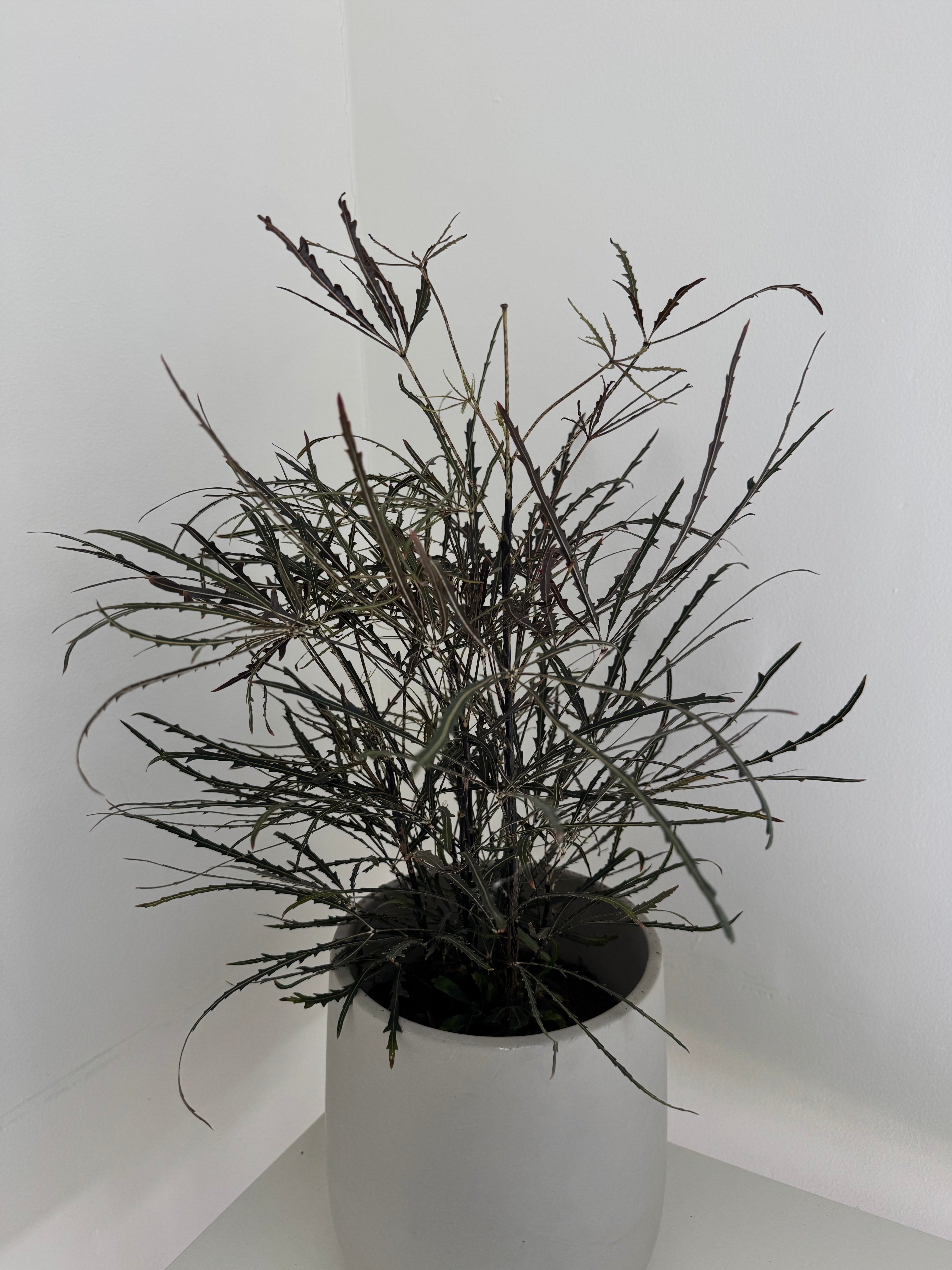Dizygotheca Elegance in cement pot for minimalists dubai