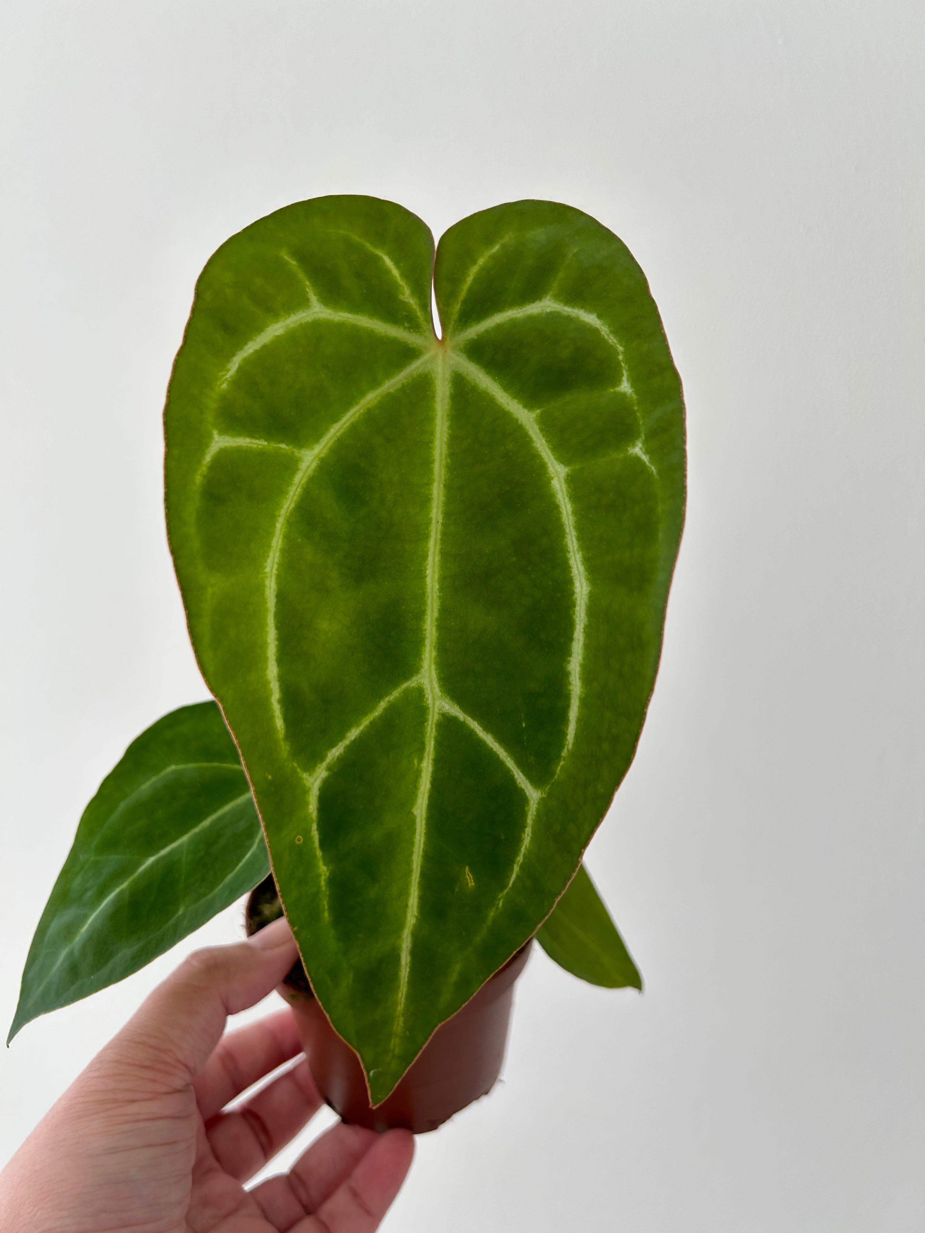 Anthurium Magnificum Crystallinum