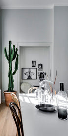 Euphorbia Candelarium Cactus 3 meters - Plant Studio LLC