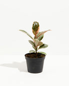 Ficus Elastica Tineke ‘Variegated Rubber Tree’ - Small - Plant Studio LLC