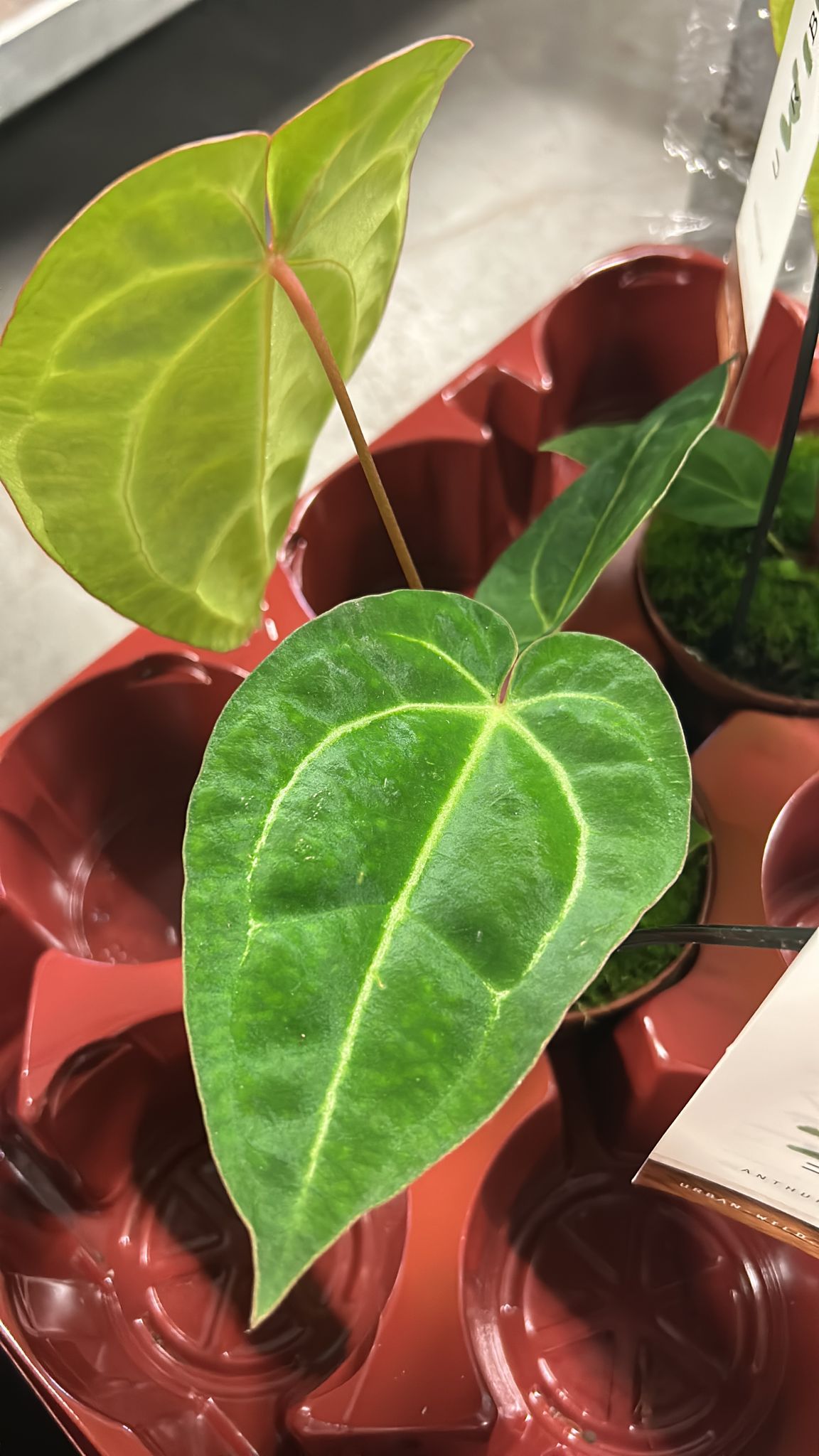 Rare Anthurium Forgetti