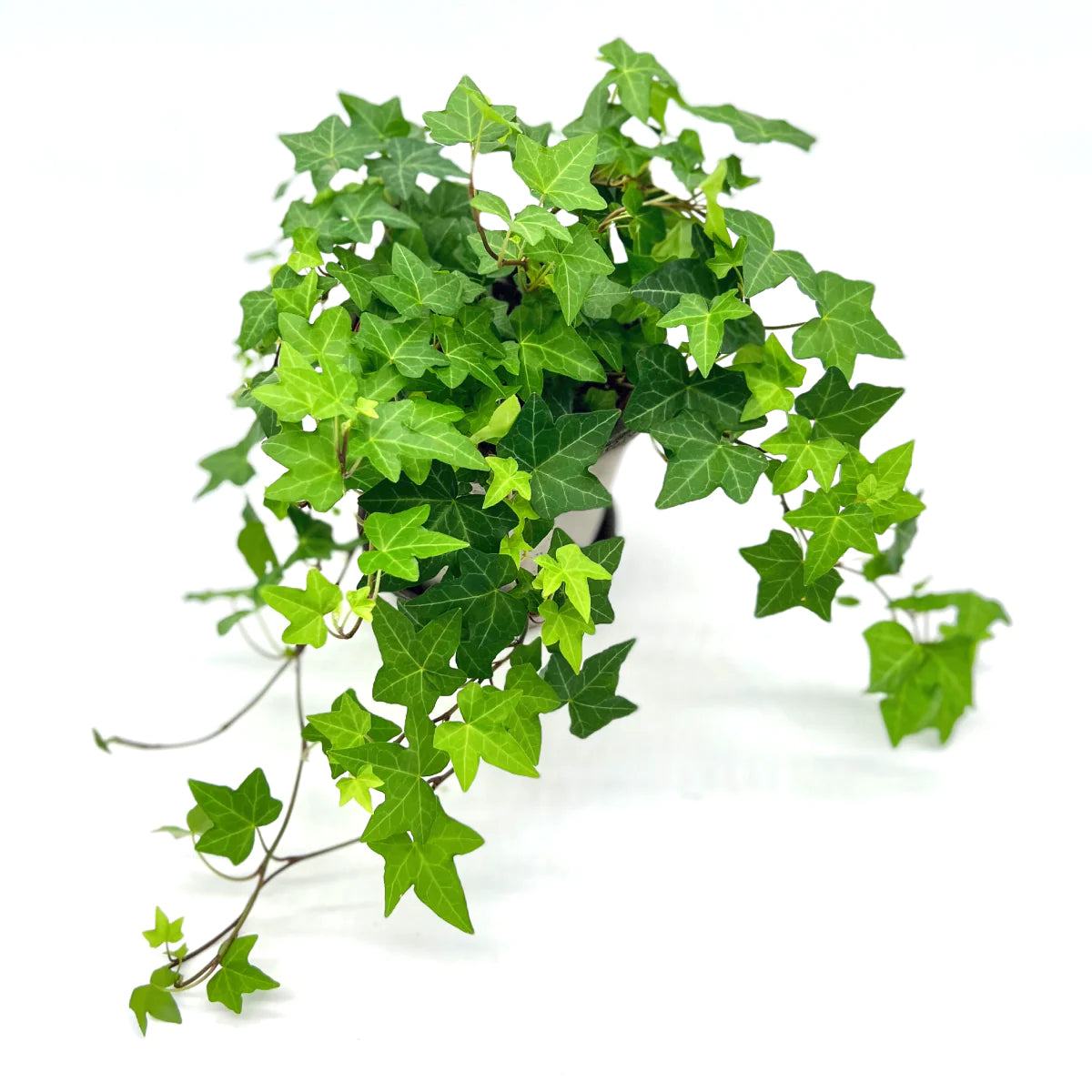 Hedera Helix 'English Ivy' - Plant Studio LLC