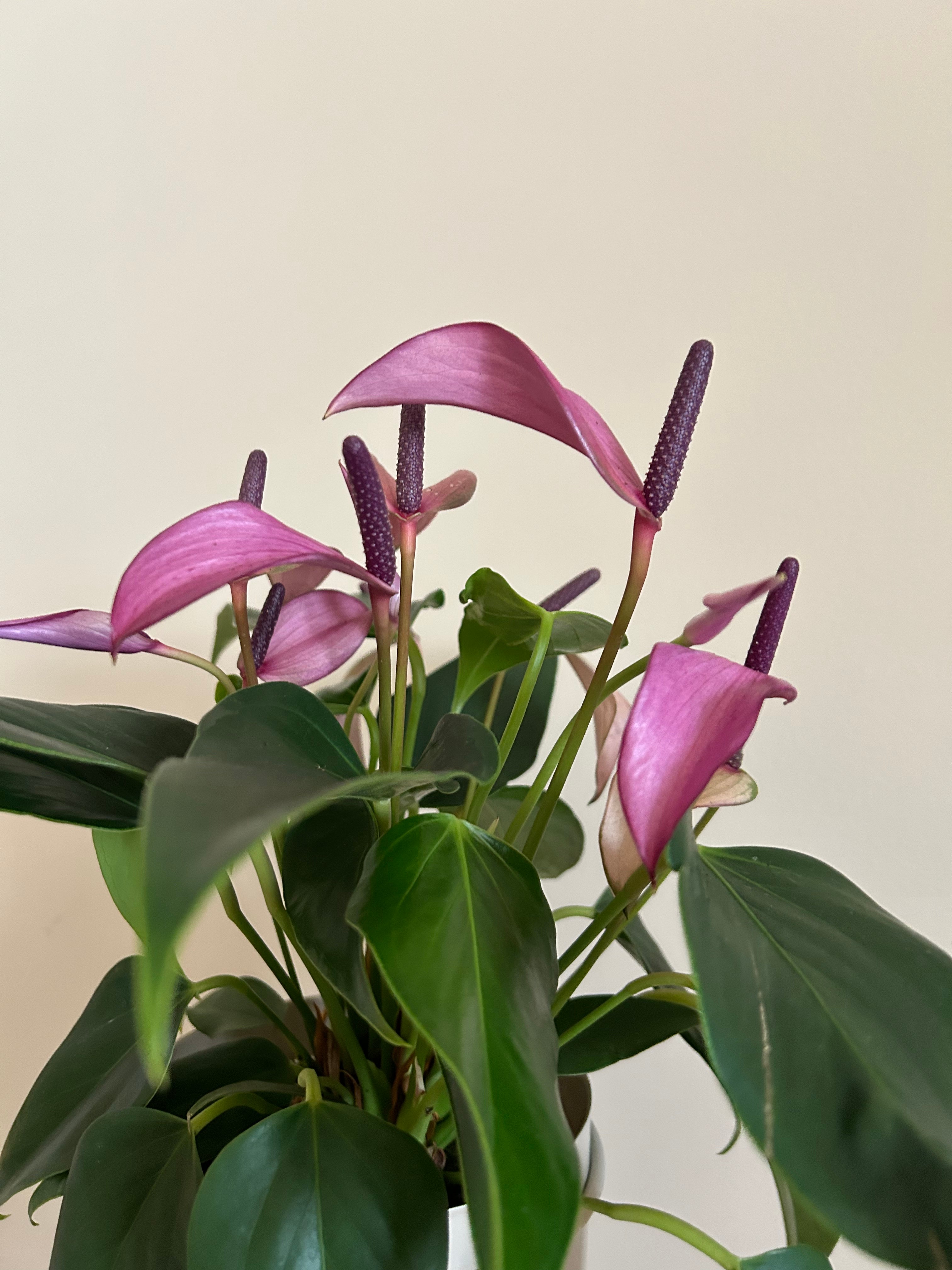 Anthurium Purple - Plant Studio LLC