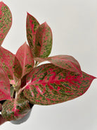 Aglaonema Prestige - Plant Studio LLC