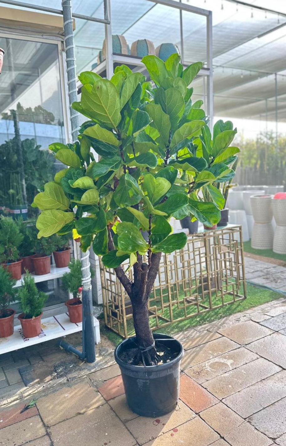 Ficus Lyrata - Branched 'Fiddle Tree'