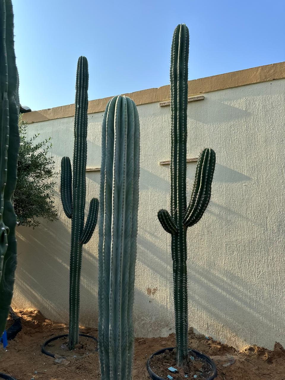 Toothpick Cactus 3 meters - Plant Studio LLC