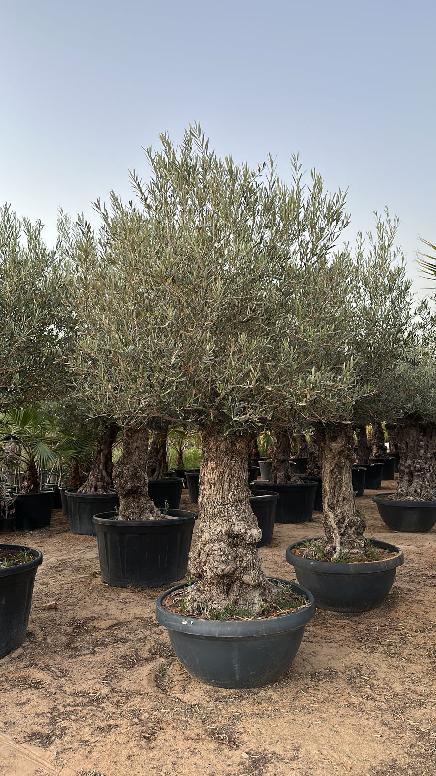 Olive Tree Old Trunk - Round - Plant Studio LLC