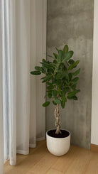 Ficus Audrey - Plant Studio LLC