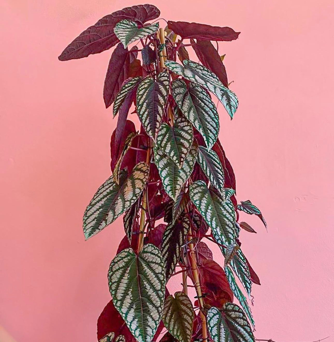 Euphorbia Clivicola – Plant Studio LLC