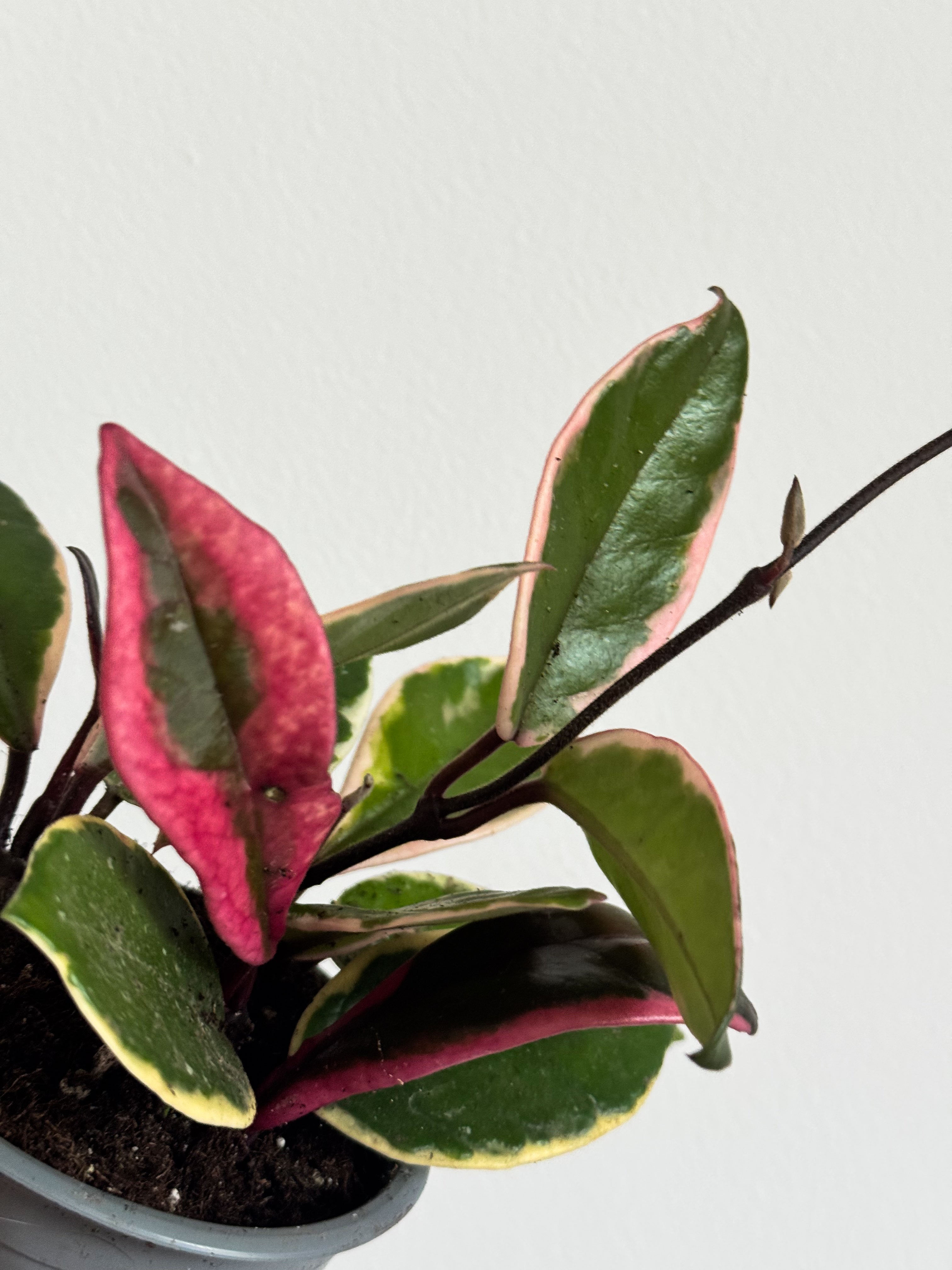その他観葉植物 Aglaonema Pink Maroon Spot Aglaonema Pink Maroon