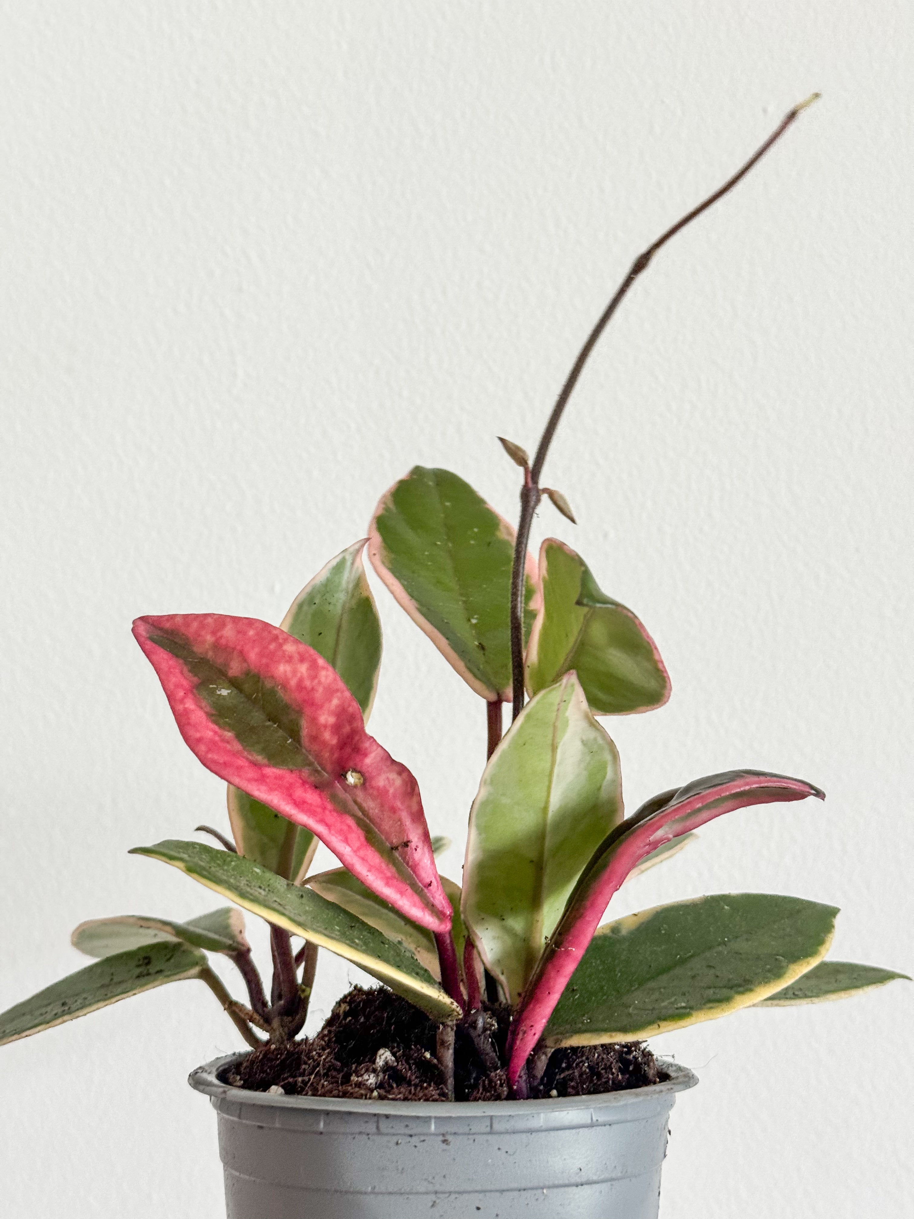 その他観葉植物 Aglaonema Pink Maroon Spot Aglaonema Pink Cochin