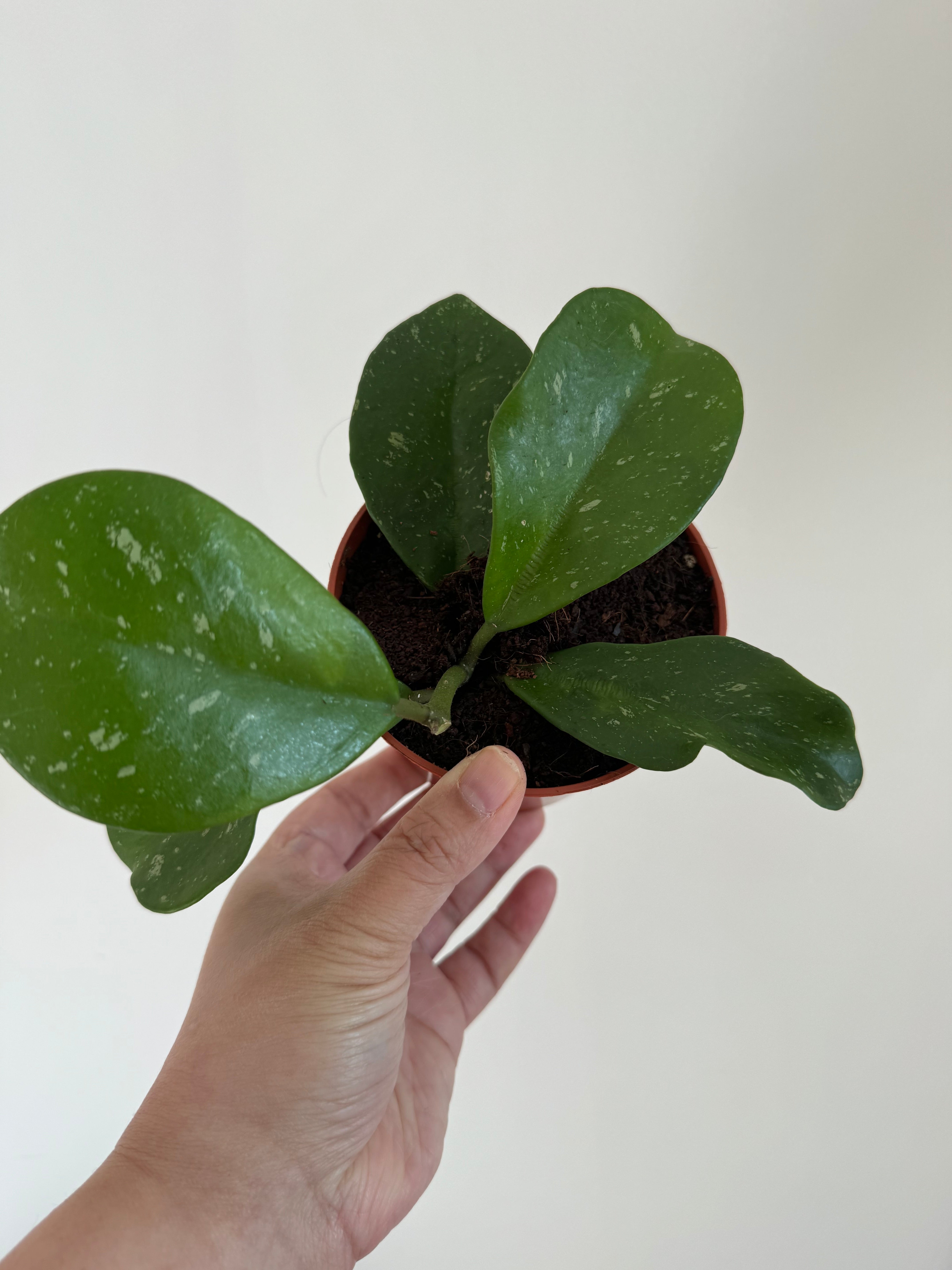 Hoya Obovata Splash - Plant Studio LLC