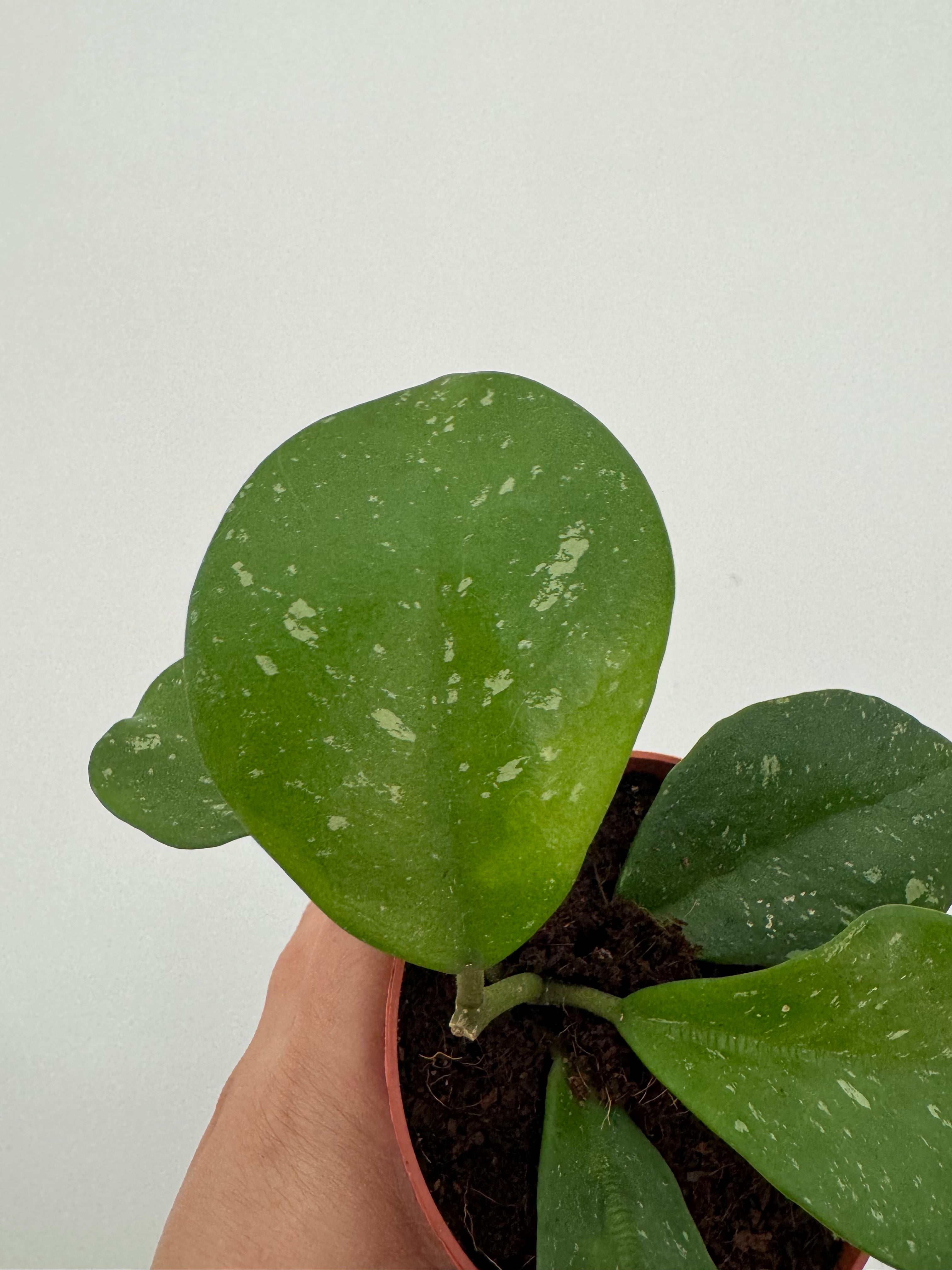 Hoya Obovata Splash - Plant Studio LLC