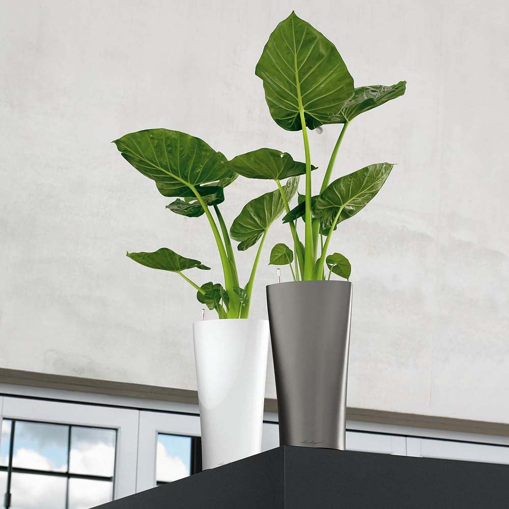 Lechuza Delta Self Watering Pot - Plant Studio LLC