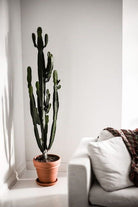 Euphorbia Trigona - Plant Studio LLC