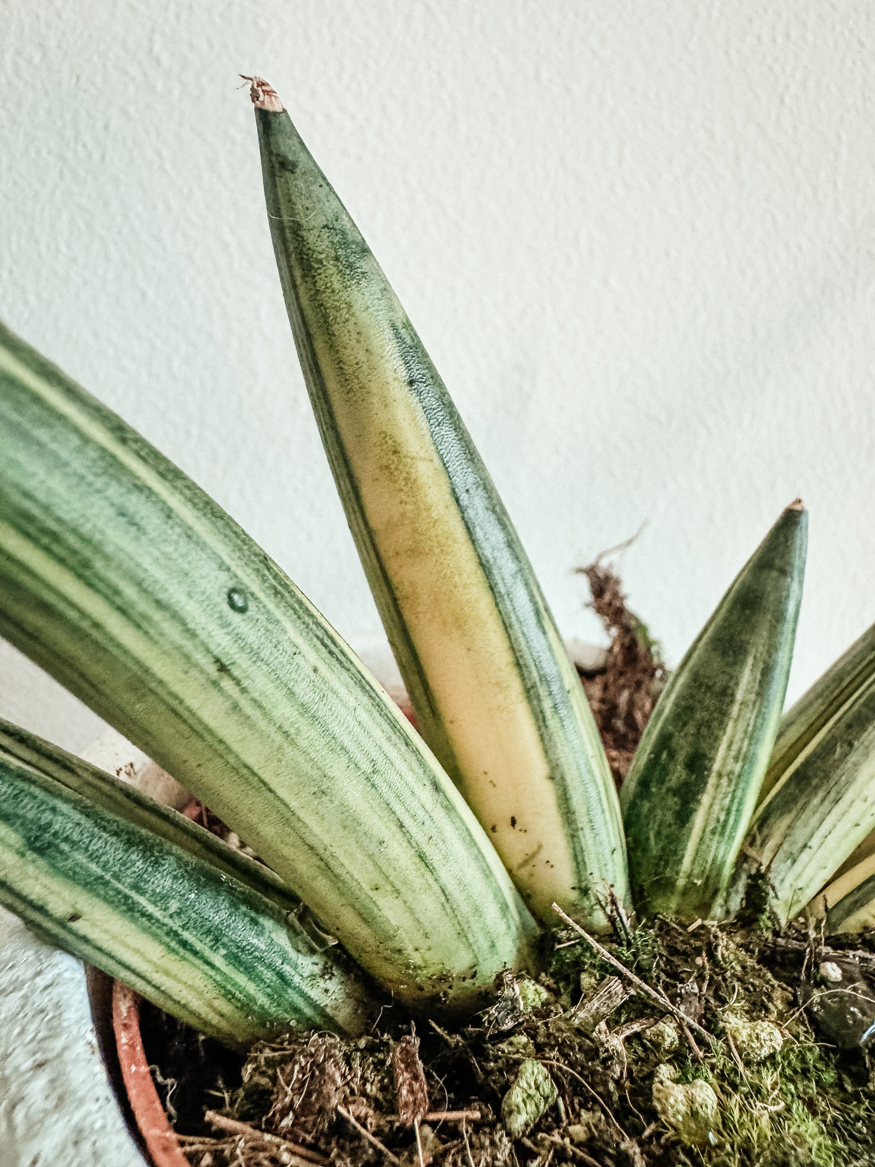 Sansevieria Boncel Variegated – Plant Studio LLC