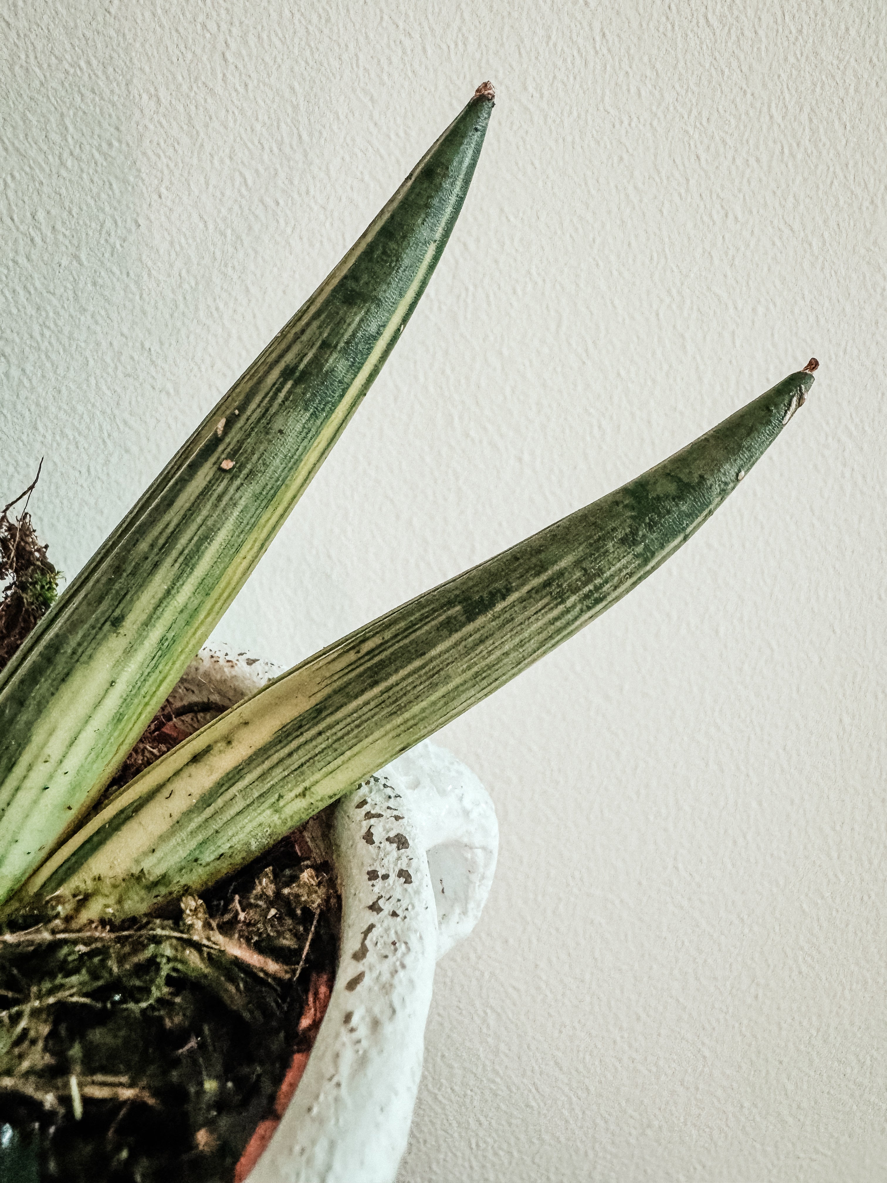 Sansevieria Boncel Variegated – Plant Studio LLC