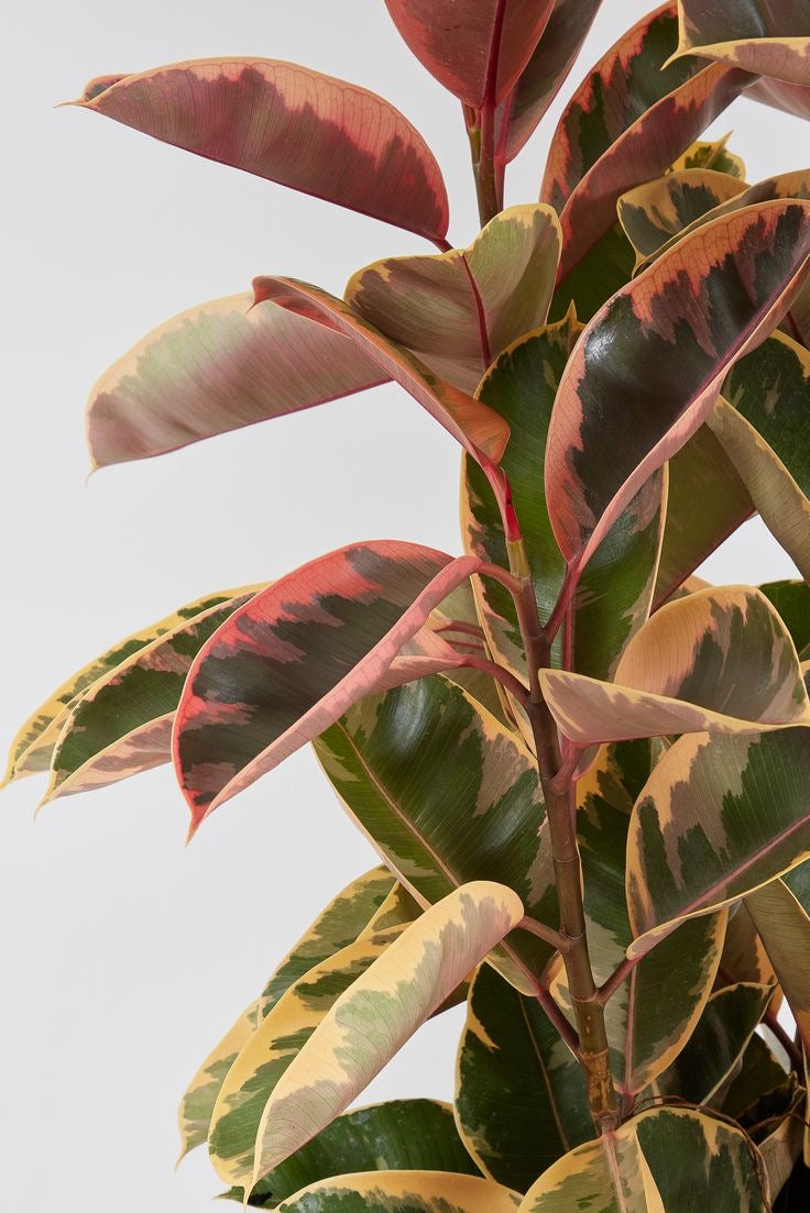 Ficus Elastica Tineke Ruby 110cm - Plant Studio LLC