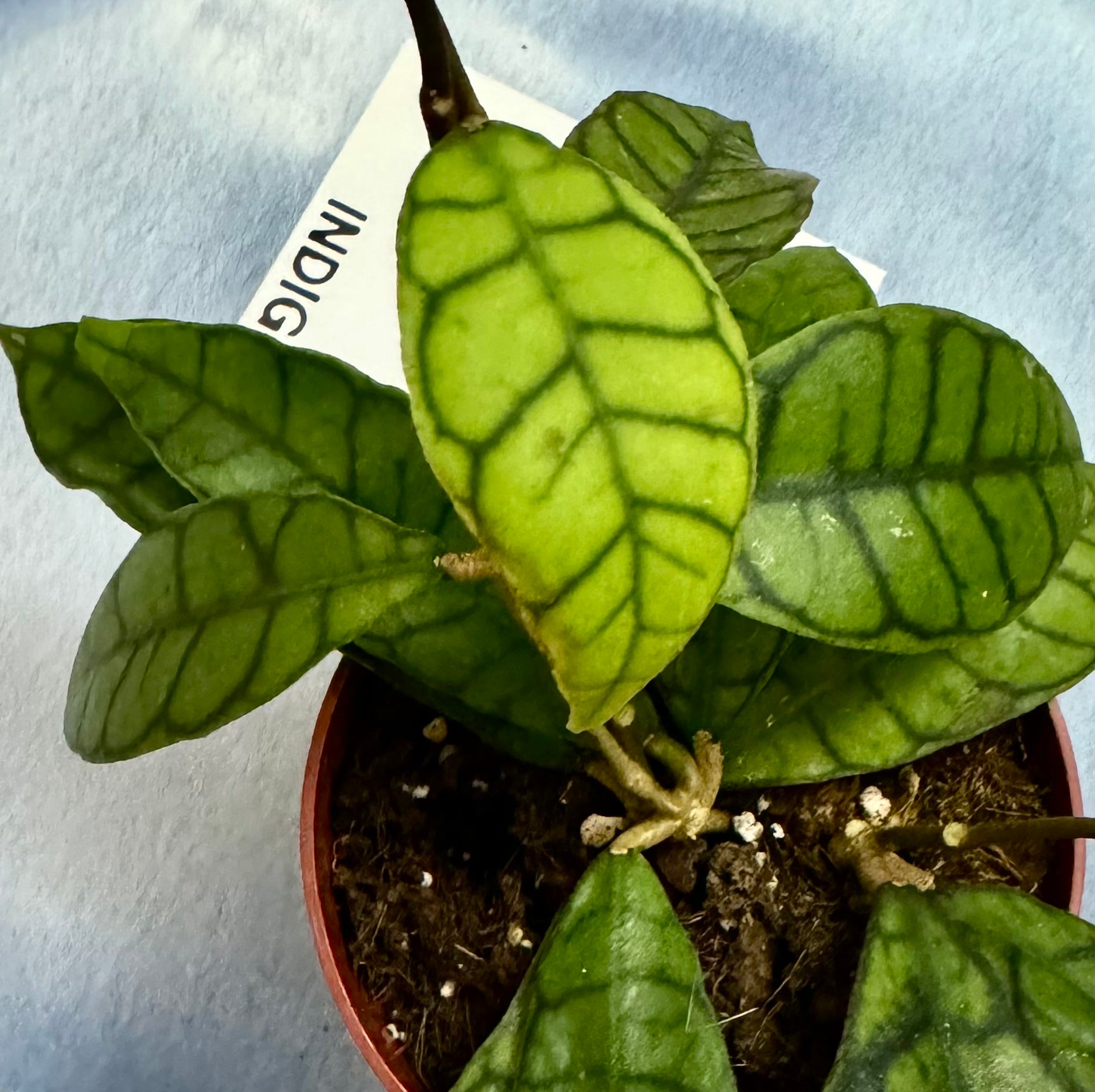 Hoya Callistophylla - Plant Studio LLC