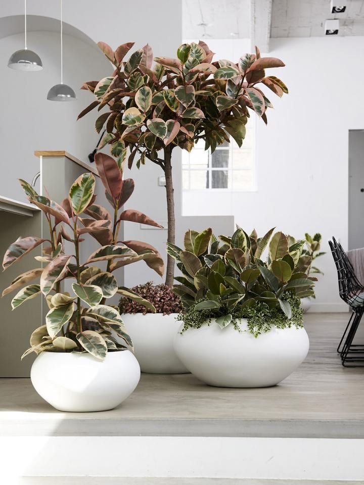 Ficus Elastica Tineke Ruby 110cm - Plant Studio LLC